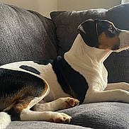 Nico is registered to the contest to win money with this photo: dog, couch, indoor, tricolor, pet, relaxed, window, blinds, side_view, fur, animal, domestic, laying_down, looking_out, natural_light, home, comfortable, snout, ears, paws