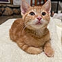Canelo is registered to the contest to win money with this photo: adorable, animal, blanket, cat, close_up, curious, cute, domestic_animal, feline, fluffy, indoor, kitten, lying_down, orange_tabby, pet, resting, small_paw, soft_texture, whiskers, young_cat