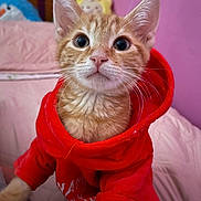 Canelo is registered to the contest to win money with this photo: animal_portrait, bedroom, cat, close_up, curious, cute, domestic_cat, feline, hoodie, indoor, kitten, orange_tabby, pet, pink_wall, plush_toys, red_clothing, soft_texture, wide_eyes, wooden_headboard, young_animal