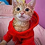 animal_portrait, bedroom, cat, close_up, curious, cute, domestic_cat, feline, hoodie, indoor, kitten, orange_tabby, pet, pink_wall, plush_toys, red_clothing, soft_texture, wide_eyes, wooden_headboard, young_animal