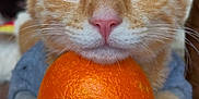 Canelo joined the competition — help win amazing prizes! animal, cat, close_up, curious, cute, domestic, ears, feline, fur, indoor, kitten, orange_fruit, orange_tabby, paws, pet, pink_nose, playful, resting, soft_focus, whiskers