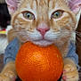 animal, cat, close_up, curious, cute, domestic, ears, feline, fur, indoor, kitten, orange_fruit, orange_tabby, paws, pet, pink_nose, playful, resting, soft_focus, whiskers
