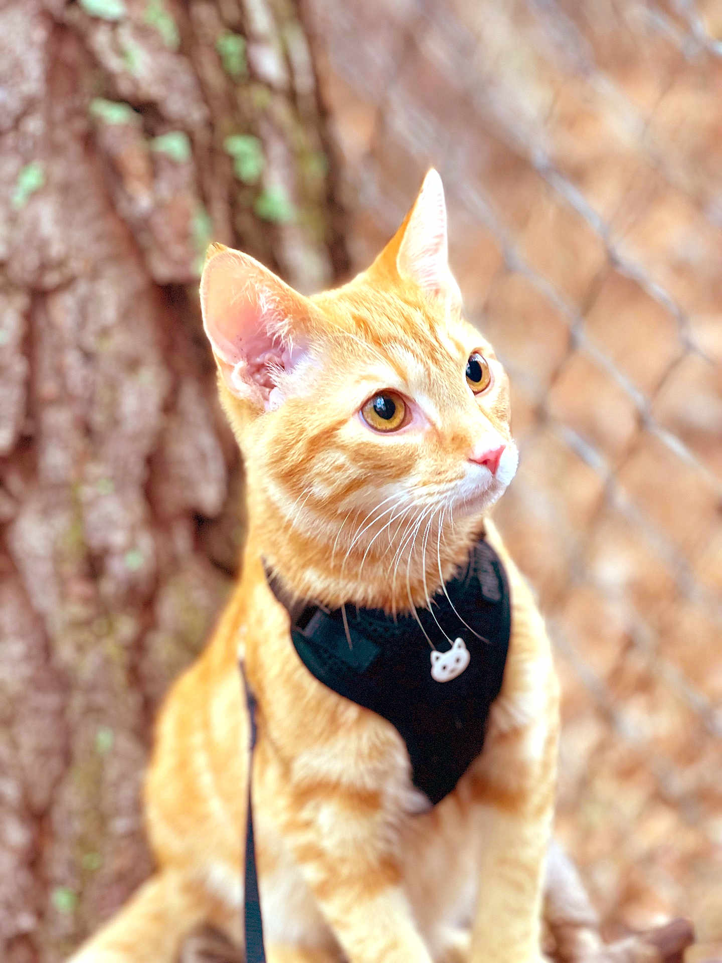 Canelo