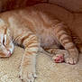 Canelo joined the competition — help win amazing prizes! animal, cat, close_up, cozy, cute, domestic_cat, feline, fur, indoor, kitten, orange_tabby, paw, pet_bed, pink_paw, relaxing, resting, sleeping, soft, whiskers, young_cat