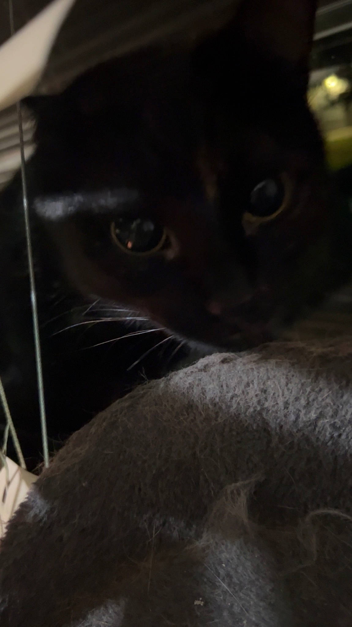 Katara joined the competition — help win amazing prizes! black_cat, carnivore, cat, close_up, domestic_short_haired_cat, felidae, fur, grey, iris, small_to_medium_sized_cats, snout, terrestrial_animal, whiskers