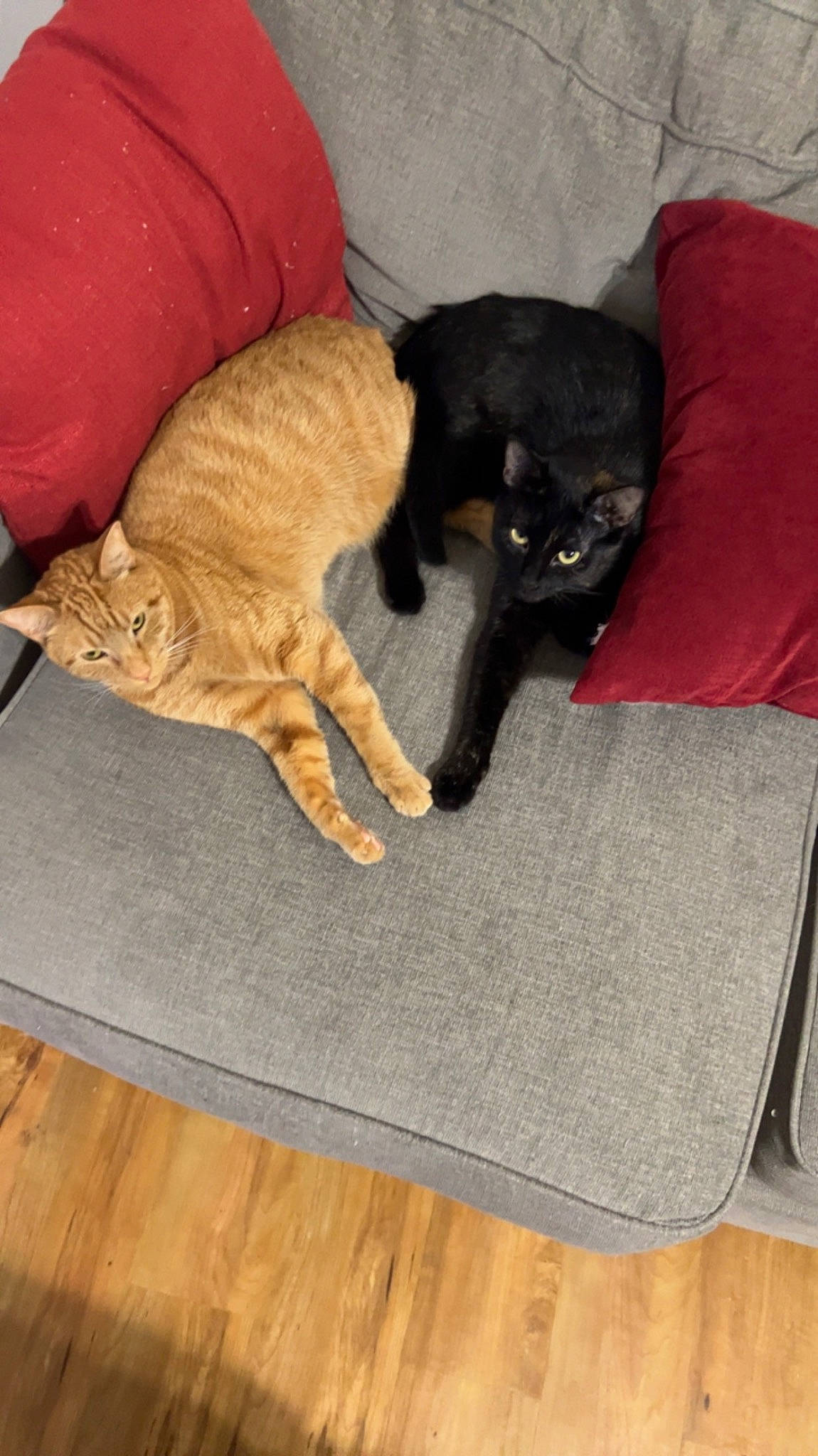 Katara is registered to the contest to win money with this photo: brown, carnivore, cat, comfort, companion_dog, dog_breed, domestic_short_haired_cat, fawn, felidae, flooring, grey, hardwood, laminate_flooring, small_to_medium_sized_cats, sporting_group, tail, whiskers, wood, wood_flooring, wood_stain