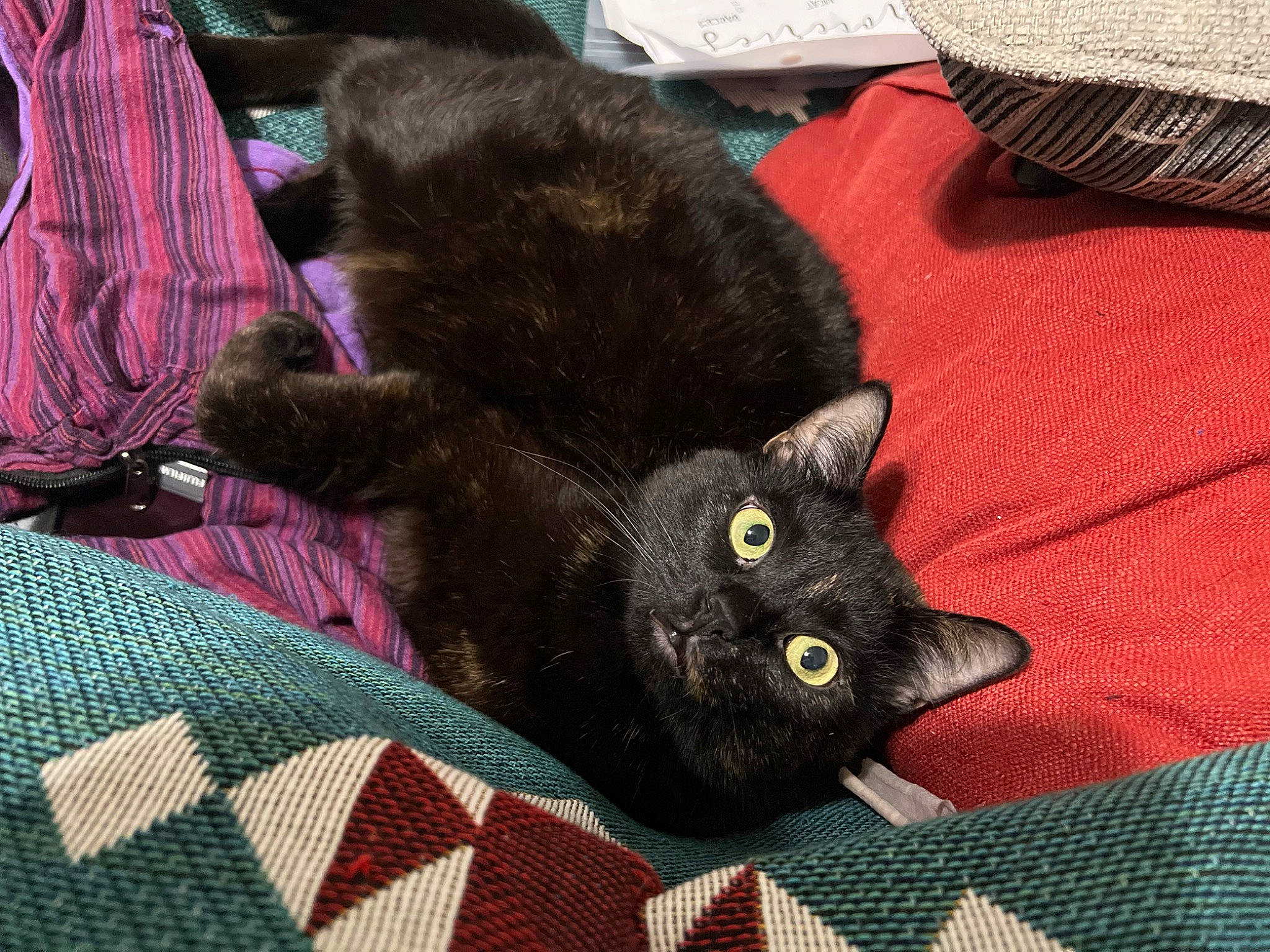 Katara is registered to the contest to win money with this photo: black_cat, bombay, carmine, carnivore, cat, claw, comfort, domestic_short_haired_cat, felidae, fur, grey, linens, pattern, small_to_medium_sized_cats, sun_hat, tail, terrestrial_animal, textile, whiskers, woven_fabric