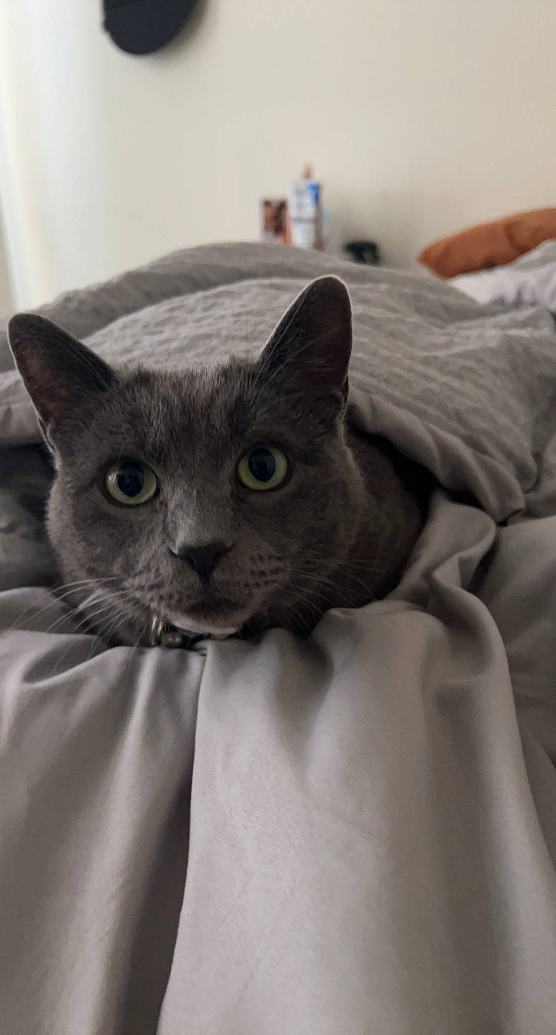 Korra joined the competition — help win amazing prizes! carnivore, cat, comfort, domestic_short_haired_cat, ear, eye, felidae, fur, grey, head, human_body, russian_blue, sleeve, small_to_medium_sized_cats, snout, whiskers