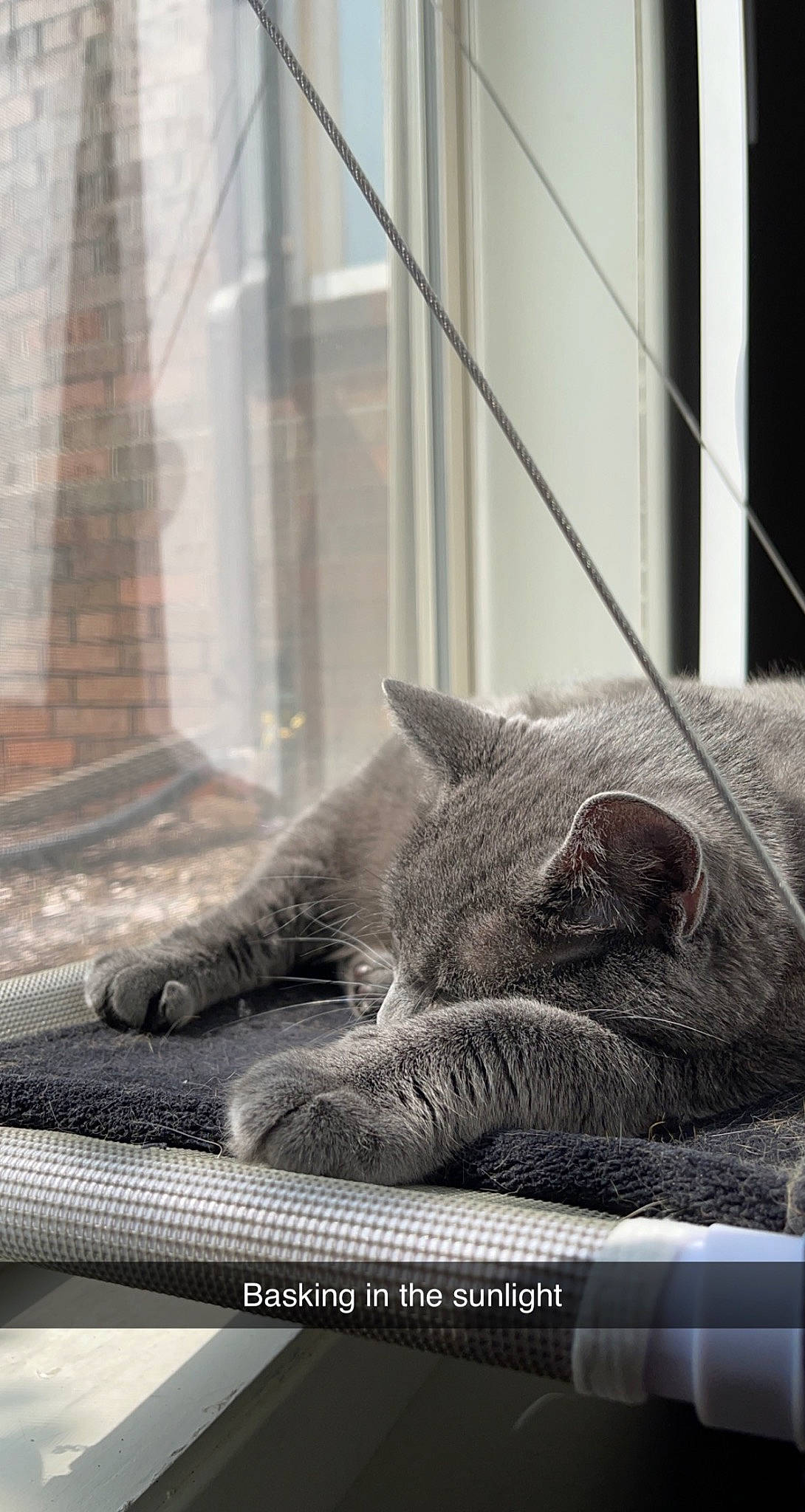 Korra is registered to the contest to win money with this photo: carnivore, cat, claw, comfort, domestic_short_haired_cat, felidae, fur, glass, grey, monochrome, monochrome_photography, nap, russian_blue, sitting, small_to_medium_sized_cats, snout, tail, terrestrial_animal, whiskers, window