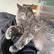 Oliver is registered to the contest to win money with this photo: cat, grey_cat, fluffy_fur, yellow_eyes, indoor, chair, fabric, black_cloth, relaxed, pet, feline, closeup, portrait, resting, domestic_animal, whiskers, paw, soft_fur, household, cute