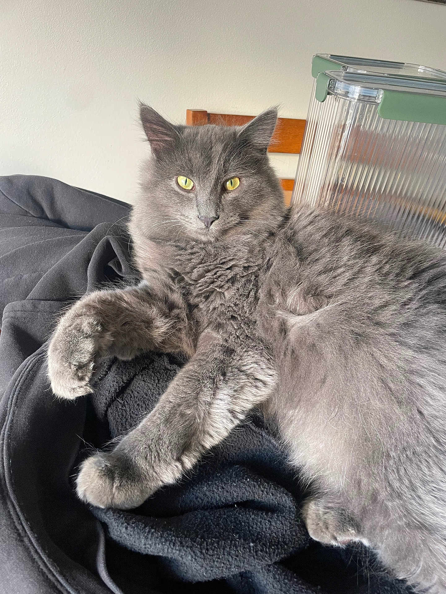 Oliver is registered to the contest to win money with this photo: cat, grey_cat, fluffy_fur, yellow_eyes, indoor, chair, fabric, black_cloth, relaxed, pet, feline, closeup, portrait, resting, domestic_animal, whiskers, paw, soft_fur, household, cute