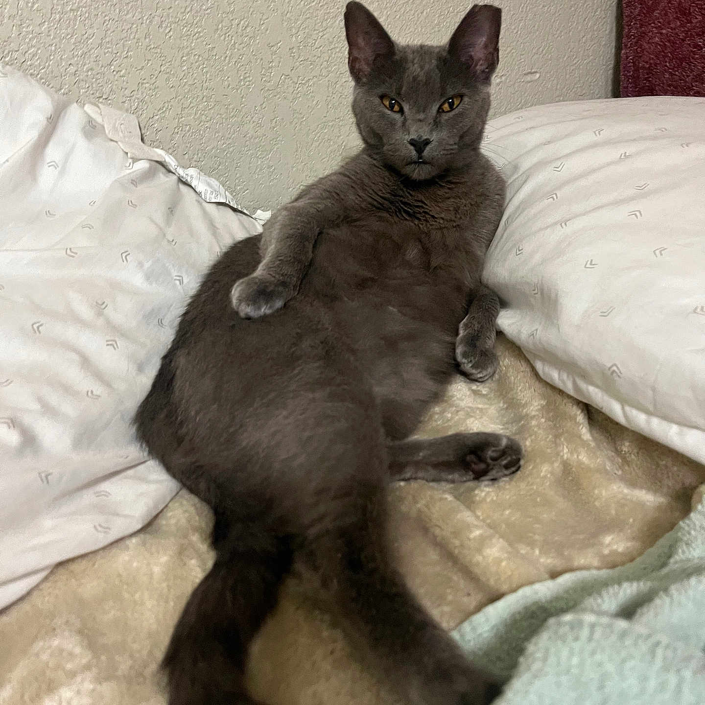 Mama Cat joined the competition — help win amazing prizes! animal, bed, blanket, cat, comfort, cozy, cute, domestic_cat, feline, fur, gray_cat, indoor, laying_down, pet, pillow, relaxed, resting, sleepy, soft, whiskers