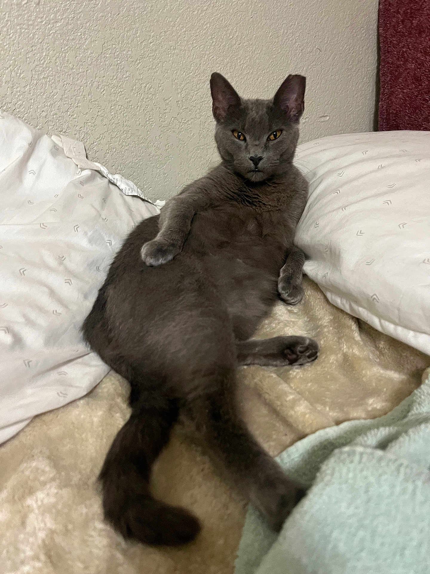 Mama Cat joined the competition — help win amazing prizes! animal, bed, blanket, cat, comfort, cozy, cute, domestic_cat, feline, fur, gray_cat, indoor, laying_down, pet, pillow, relaxed, resting, sleepy, soft, whiskers