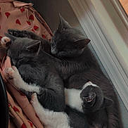 Mama Cat joined the competition — help win amazing prizes! animal, blanket, cat, cats, closeup, cozy, cute, fur, gray_cat, indoor, mammal, nap, pets, relaxing, resting, sleeping, snuggle, strawberry_pattern, white_paws, window