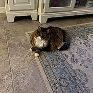 Annie joined the competition — help win amazing prizes! animal, brown_fur, cabinet, cat, cozy, curious, domestic, feline, flooring, fluffy, fur, household, indoor, patterned_rug, pet, relaxed, resting, rug, tile_floor, white_paws