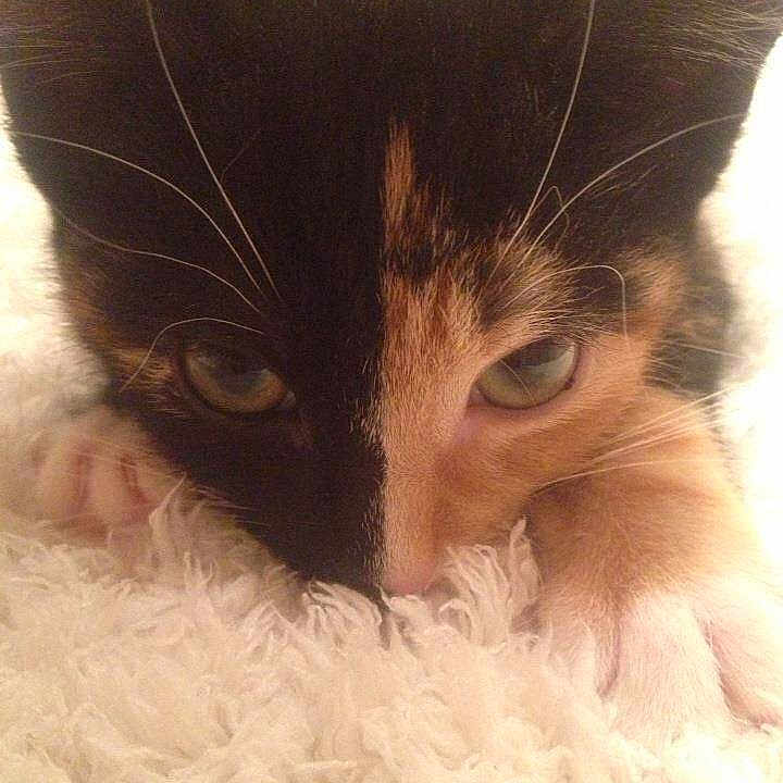 Mille
