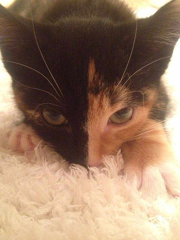 Mille
