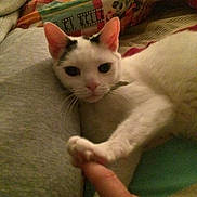 Smudge is registered to the contest to win money with this photo: