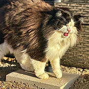 Lucy joined the competition — help win amazing prizes! cat, fluffy, black_and_white, tongue_out, outdoor, concrete_slab, sunlight, fence, pet, animal, whiskers, fur, cute, playful, nature, ground, daylight, expression, mammal, domestic