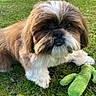 animal, cute, dog, friendly, fur, garden, grass, greenery, lying_down, nature, outdoor, paw, pet, playful, plush_toy, shih_tzu, small_dog, summer, sunlight, toy