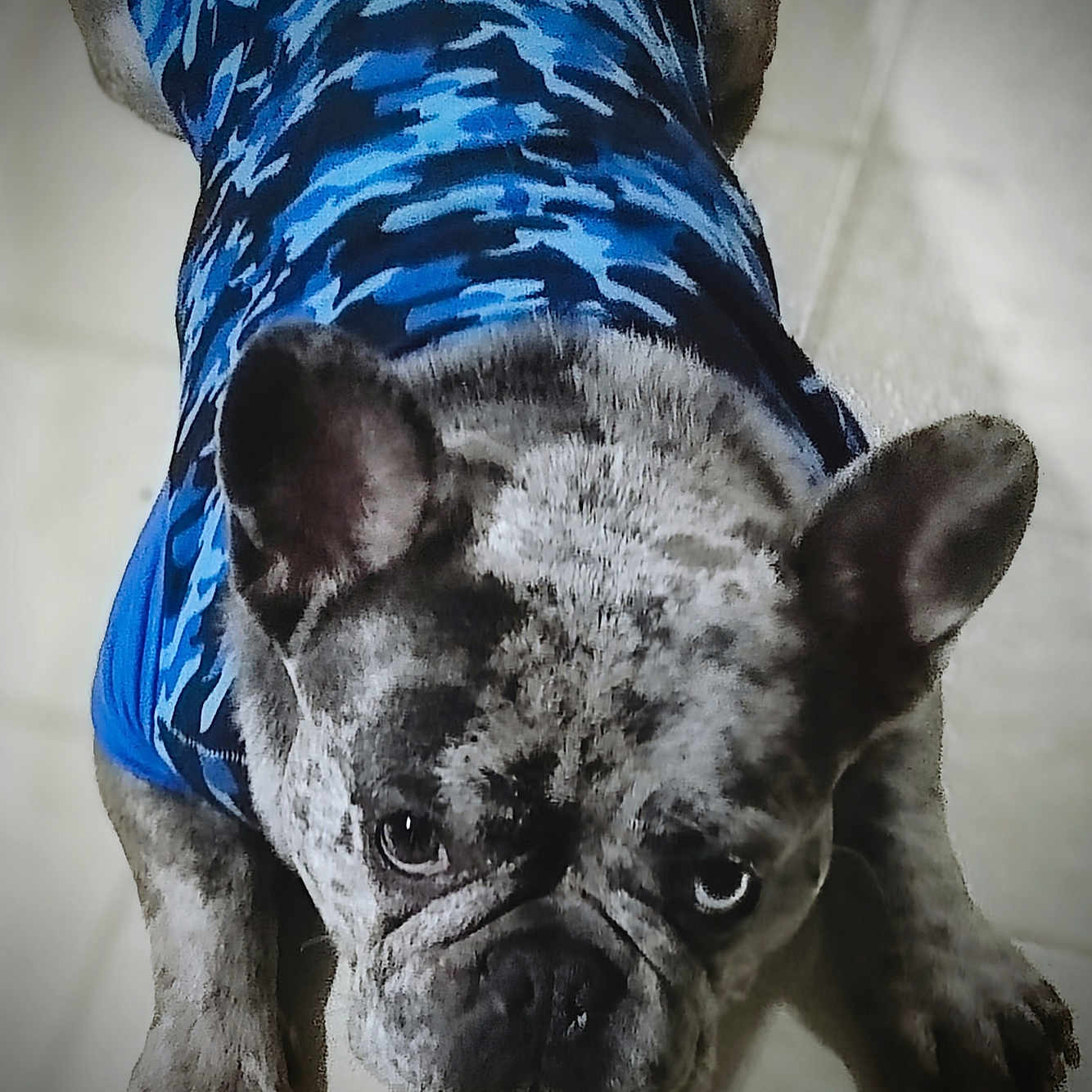 Cashess joined the competition — help win amazing prizes! animal, blue_shirt, camouflage, canine, companion, cute, dog, domestic_animal, ears_up, floor, french_bulldog, fur, indoor, looking_up, lying_down, muzzle, pet, portrait, short_hair, tile