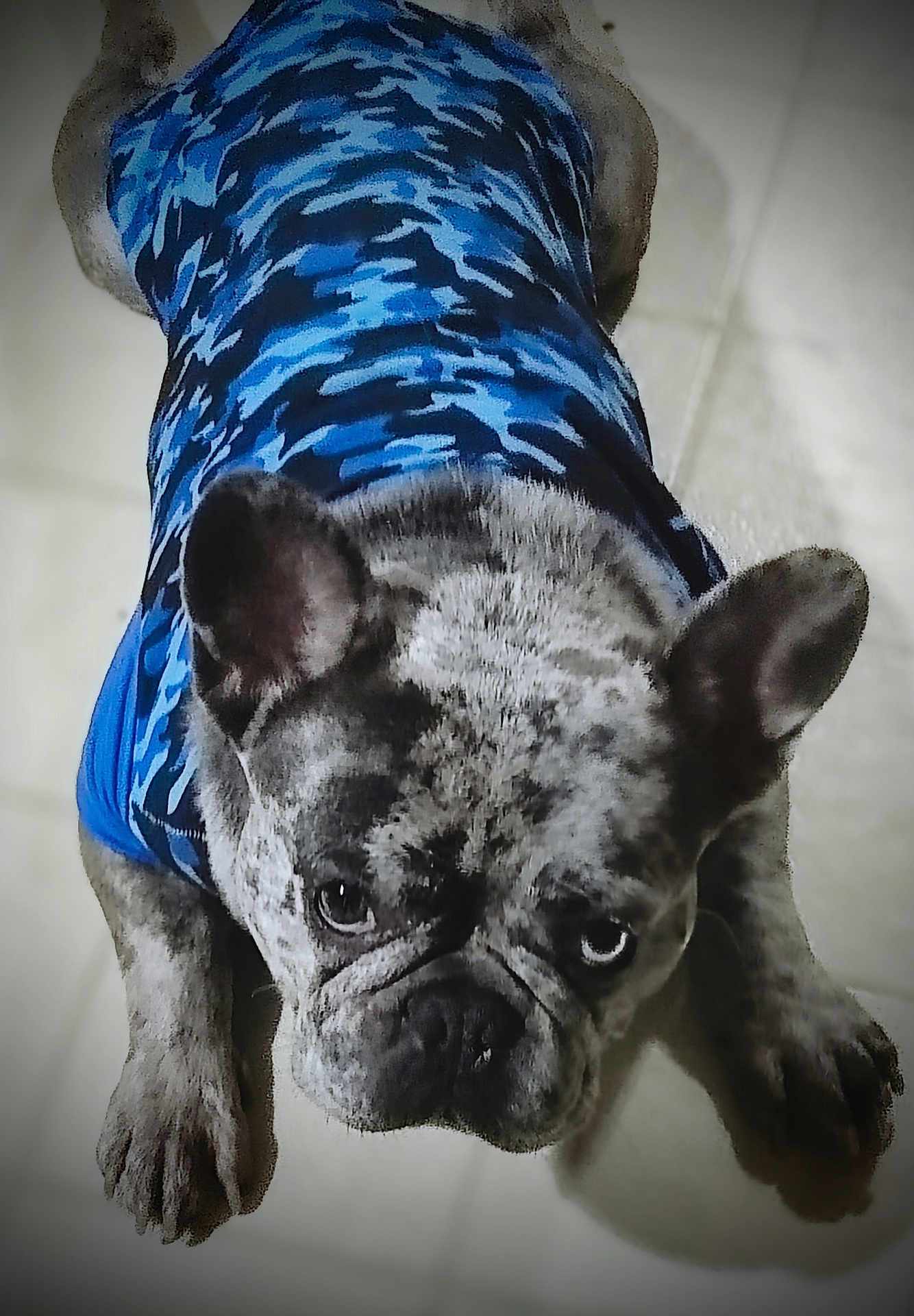 Cashess joined the competition — help win amazing prizes! animal, blue_shirt, camouflage, canine, companion, cute, dog, domestic_animal, ears_up, floor, french_bulldog, fur, indoor, looking_up, lying_down, muzzle, pet, portrait, short_hair, tile