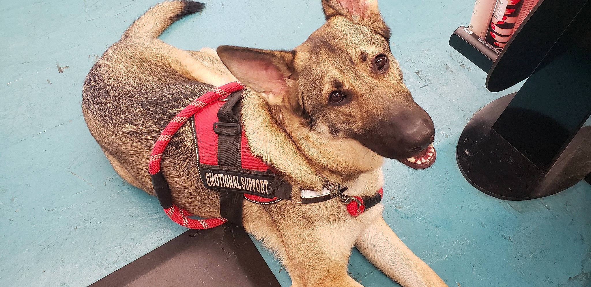 Tydeos James joined the competition — help win amazing prizes! belgian_shepherd_malinois, canidae, carnivore, dog, dog_breed, dog_collar, ear, fawn, formosan_mountain_dog, german_shepherd_dog, kunming_wolfdog, mammal, rare_breed_dog, snout, vertebrate