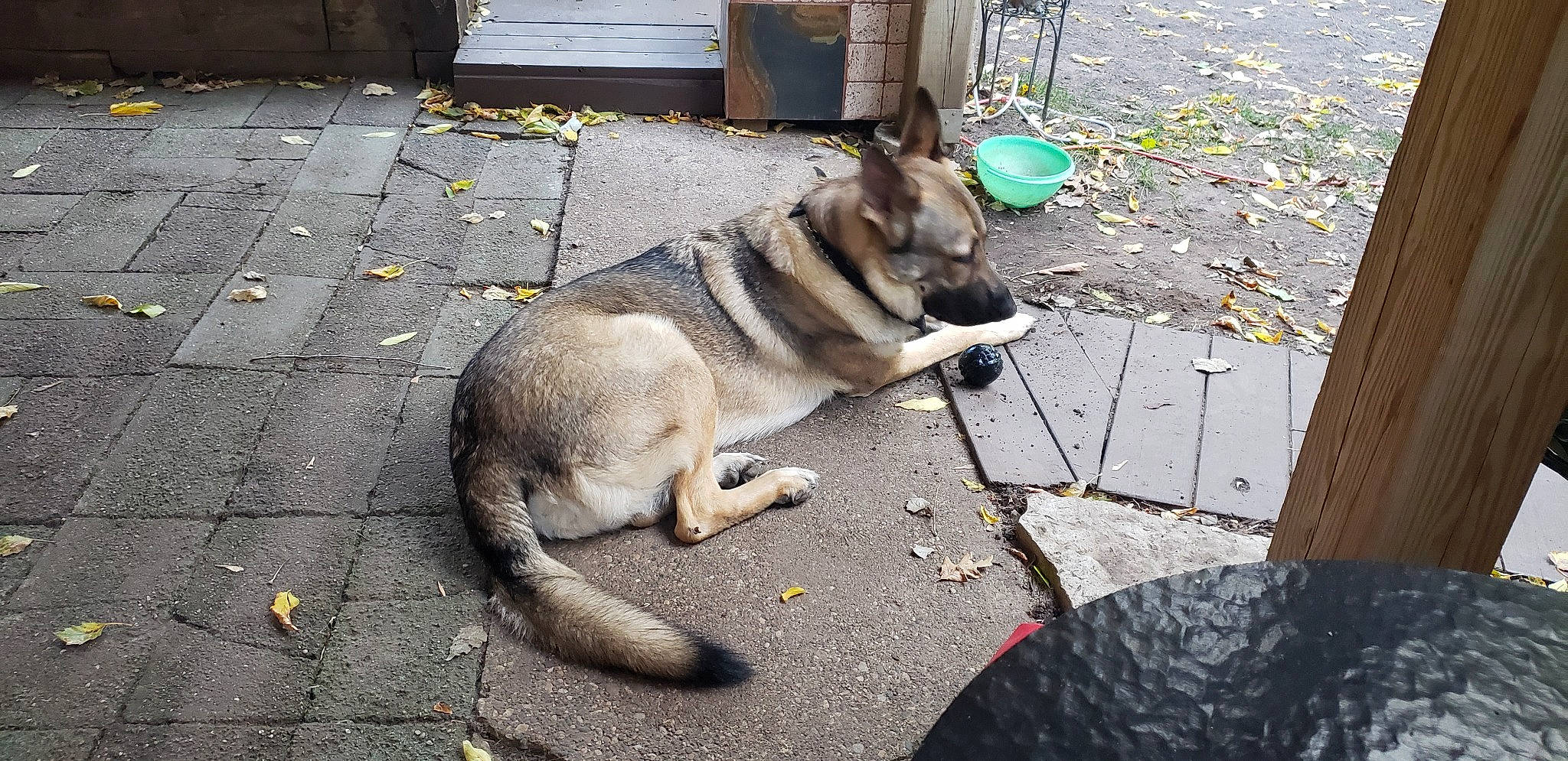 Tydeos James joined the competition — help win amazing prizes! canidae, carnivore, czechoslovakian_wolfdog, dog, dog_breed, german_shepherd_dog, jamthund, kunming_wolfdog, mammal, native_american_indian_dog, northern_inuit_dog, norwegian_elkhound, saarloos_wolfdog, shiloh_shepherd_dog, siberian_husky, snout, swedish_vallhund, tamaskan_dog, vertebrate, wolfdog