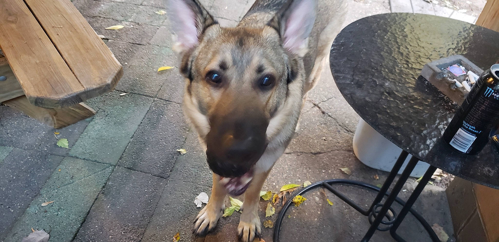 Tydeos James is registered to the contest to win money with this photo: belgian_shepherd_malinois, canidae, carnivore, dog, dog_breed, east_european_shepherd, fawn, german_shepherd_dog, king_shepherd, kunming_wolfdog, mammal, old_german_shepherd_dog, police_dog, rare_breed_dog, snout, street_dog, vertebrate, working_dog