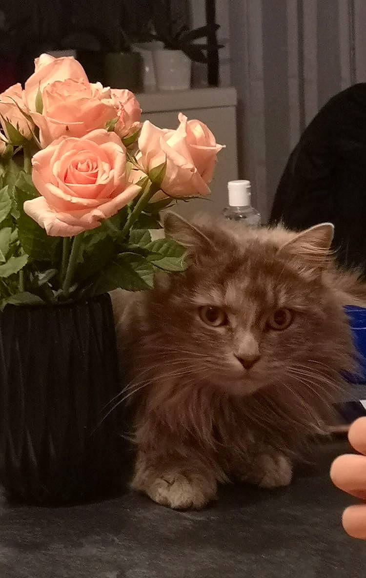 Grisette a rejoint le concours — aidez-le/la à gagner de superbes lots ! bouquet, british_longhair, carnivore, cat, domestic_long_haired_cat, felidae, flower, fur, kitten, maine_coon, norwegian_forest_cat, persian, plant, ragamuffin, rose, rose_family, rose_order, siberian, small_to_medium_sized_cats, whiskers