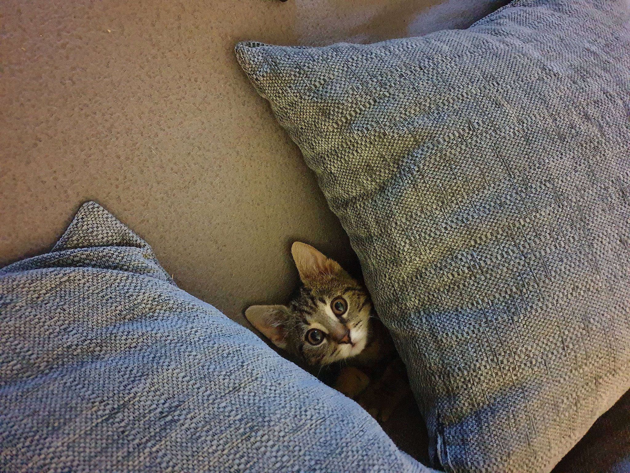 Yuki a rejoint le concours — aidez-le/la à gagner de superbes lots ! bed, bed_sheet, bedding, carnivore, cat, comfort, couch, domestic_short_haired_cat, fawn, felidae, fur, grey, human_leg, linens, small_to_medium_sized_cats, tail, textile, throw_pillow, whiskers, wood