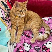 Sunny is registered to the contest to win money with this photo: animal, bell, blanket, cat, collar, comfort, couch, cushion, cute, decor, feline, fur, hello_kitty, home, indoor, orange_tabby, paws, pet, relaxed, tail