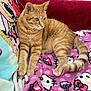animal, bell, blanket, cat, collar, comfort, couch, cushion, cute, decor, feline, fur, hello_kitty, home, indoor, orange_tabby, paws, pet, relaxed, tail