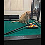 Sunny joined the competition — help win amazing prizes! animal, billiard_balls, cat, cue_stick, curtains, domestic, floor, furniture, game, home, indoor, mirror, orange_tabby, pet, pool_table, rack, reflection, tabby, table, window
