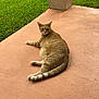 Sunny is registered to the contest to win money with this photo: animal, cat, collar, curious, domestic_cat, feline, grass, greenery, looking_back, nature, orange_tabby, outdoor, patio, pet, relaxed, resting, summer, sunlight, tail, whiskers