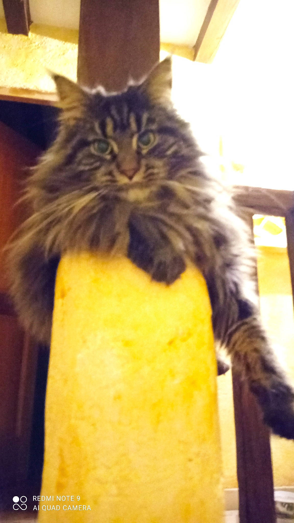 Swan participe au concours pour gagner de l'argent avec cette photo : bag, box, cardboard, carnivore, cat, event, felidae, fur, packaging_and_labeling, small_to_medium_sized_cats, tail, terrestrial_animal, whiskers