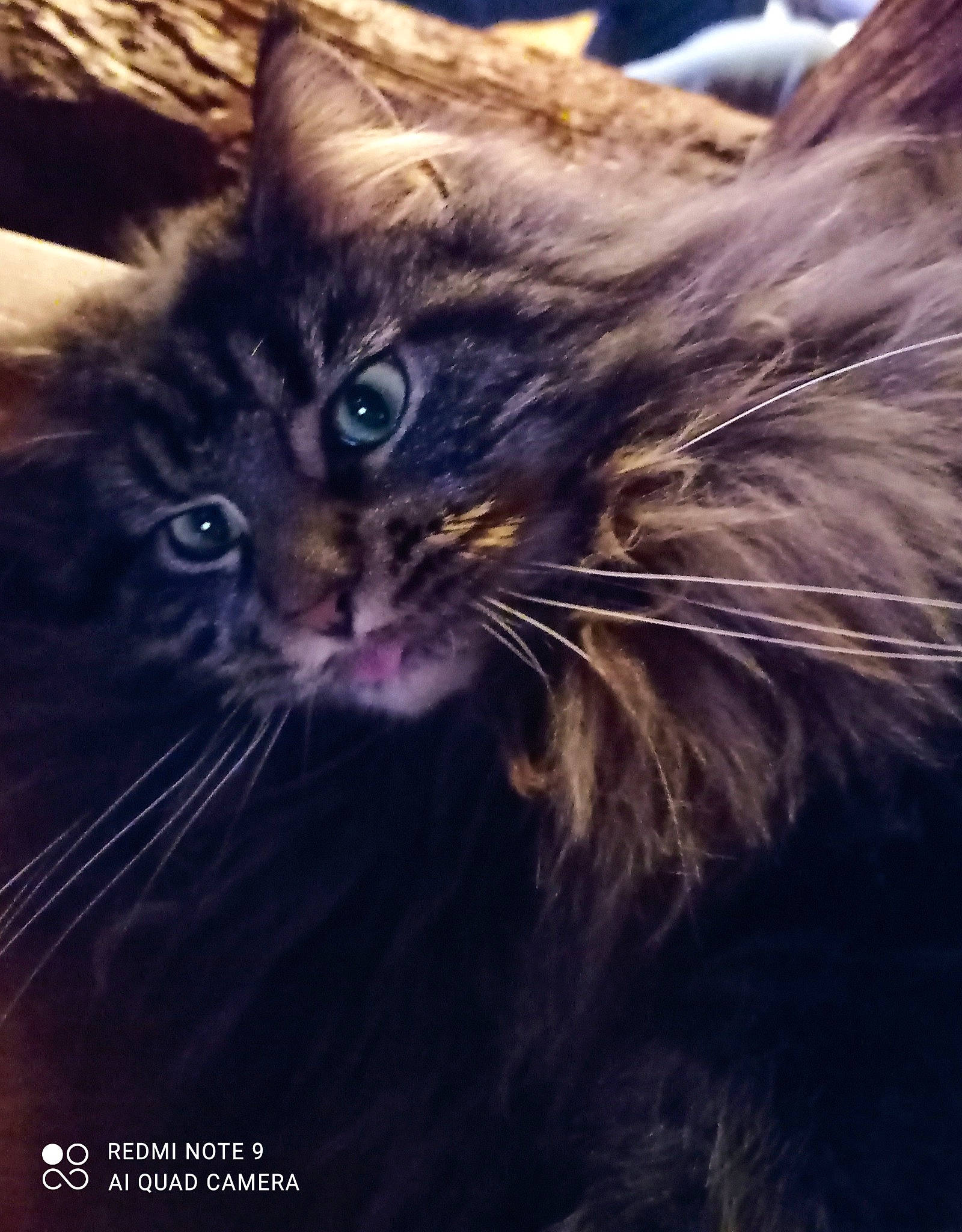 Swan participe au concours pour gagner de l'argent avec cette photo : carnivore, cat, claw, cloud, darkness, domestic_short_haired_cat, electric_blue, felidae, fur, meteorological_phenomenon, night, paw, photo_caption, sky, small_to_medium_sized_cats, snout, terrestrial_animal, whiskers, wildlife