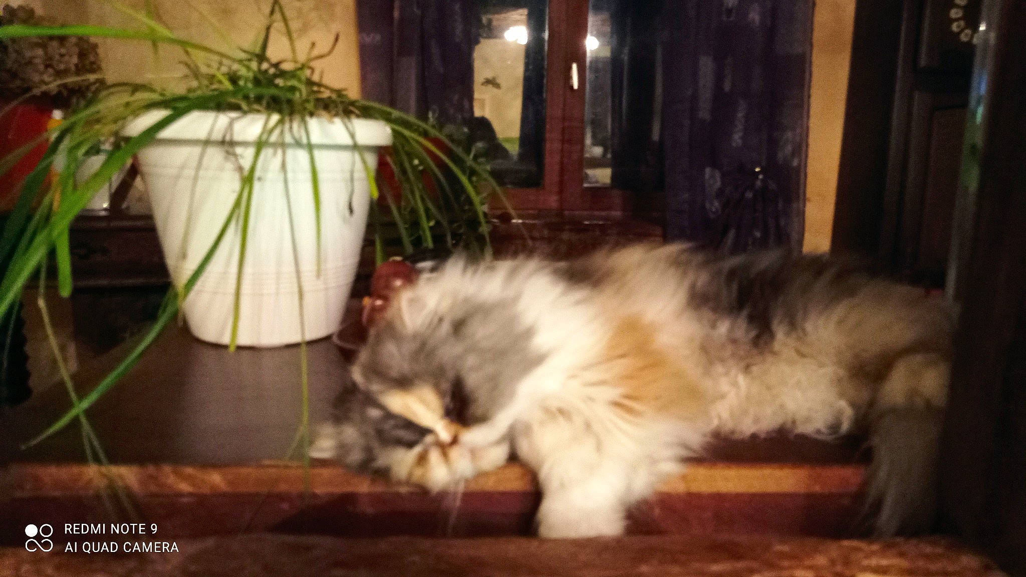 Jaina a rejoint le concours — aidez-le/la à gagner de superbes lots ! carnivore, cat, comfort, companion_dog, dog_breed, fawn, felidae, fur, grass, hardwood, houseplant, paw, plant, ragdoll, small_to_medium_sized_cats, sporting_group, tail, terrestrial_animal, whiskers, wood