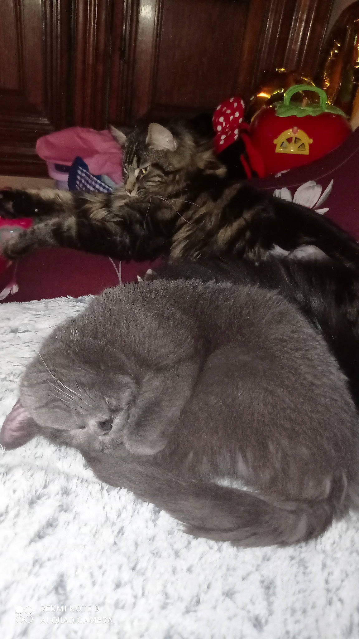 Bijou a rejoint le concours — aidez-le/la à gagner de superbes lots ! black_cat, canidae, carnivore, cat, claw, comfort, dog_breed, domestic_short_haired_cat, felidae, fur, grey, mammal, nap, paw, sleep, small_to_medium_sized_cats, snout, tail, whiskers