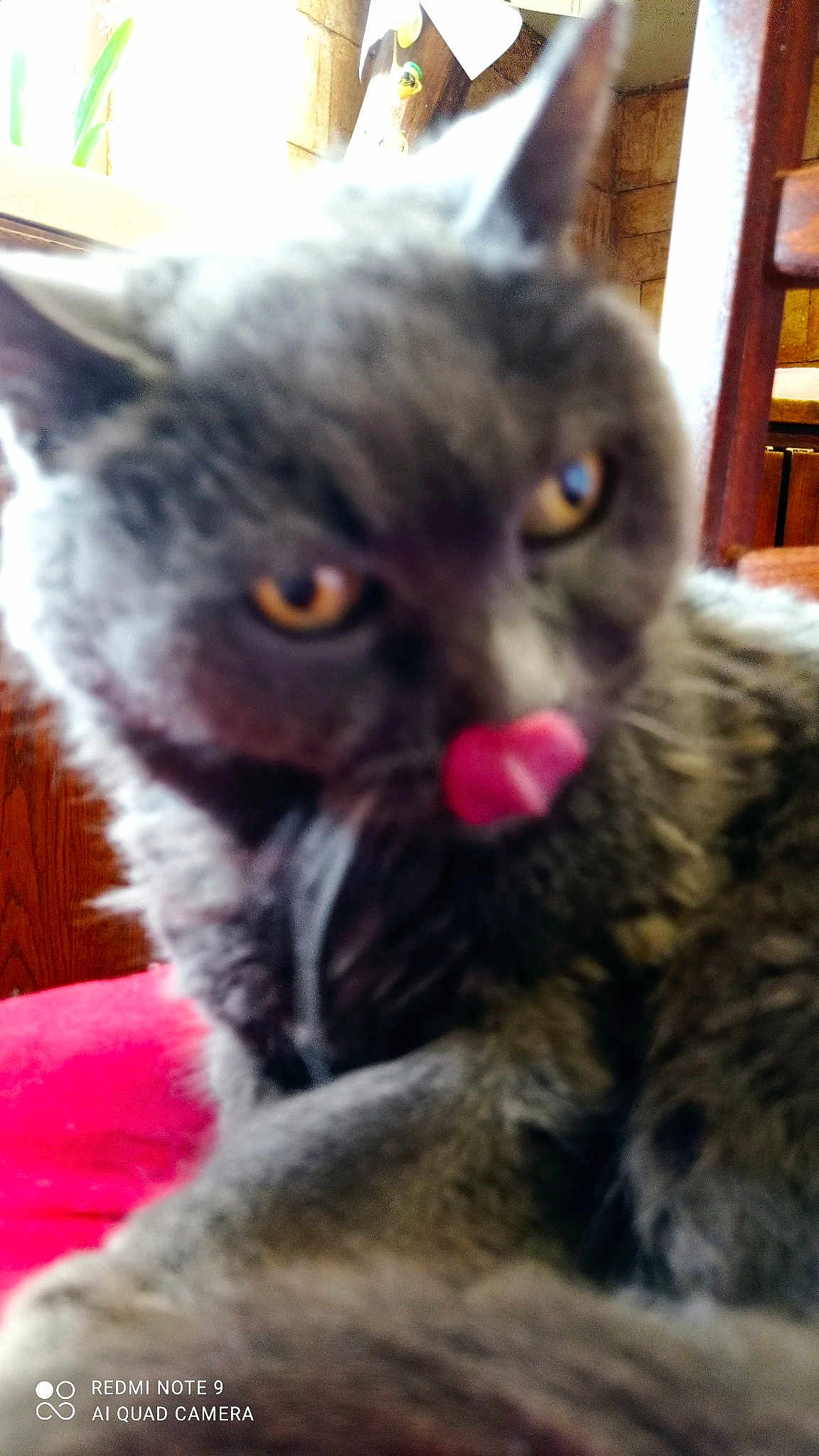 Bijou