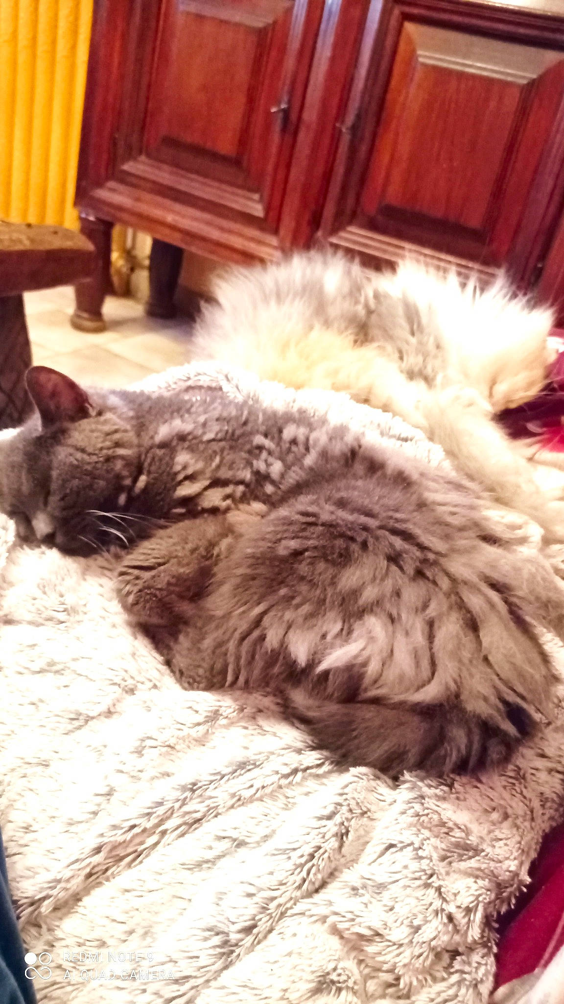 Bijou a rejoint le concours — aidez-le/la à gagner de superbes lots ! cabinetry, carnivore, cat, chest_of_drawers, cloud, comfort, companion_dog, dog, dog_breed, felidae, flooring, fur, hardwood, natural_material, small_to_medium_sized_cats, snout, sporting_group, tail, whiskers, wood