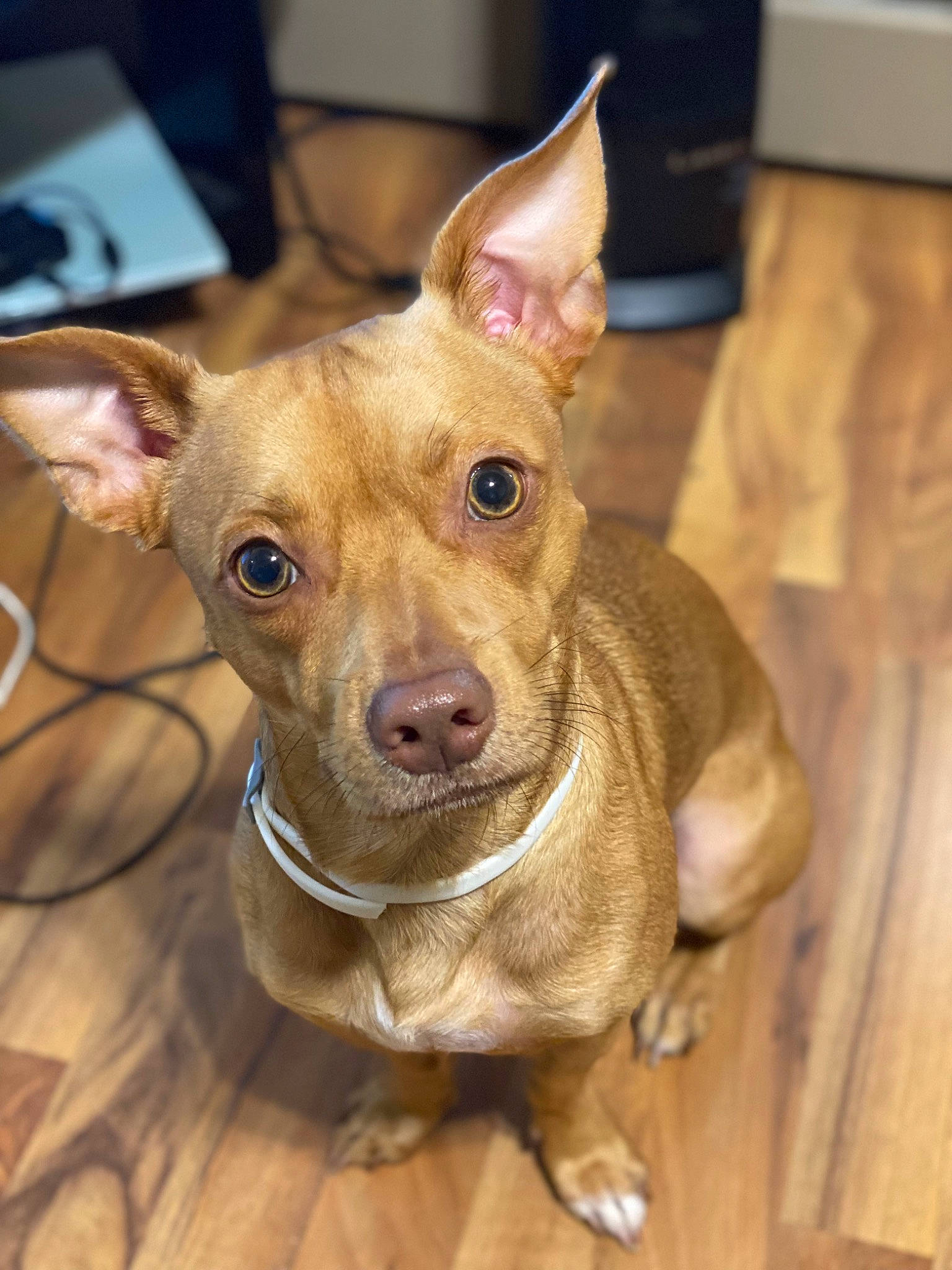 Draco joined the competition — help win amazing prizes! canidae, carnivore, collar, companion_dog, dog, dog_breed, dog_collar, dog_supply, ear, fawn, fur, liver, non_sporting_group, pet_supply, sporting_group, toy_dog, whiskers, wood, working_animal, wrinkle