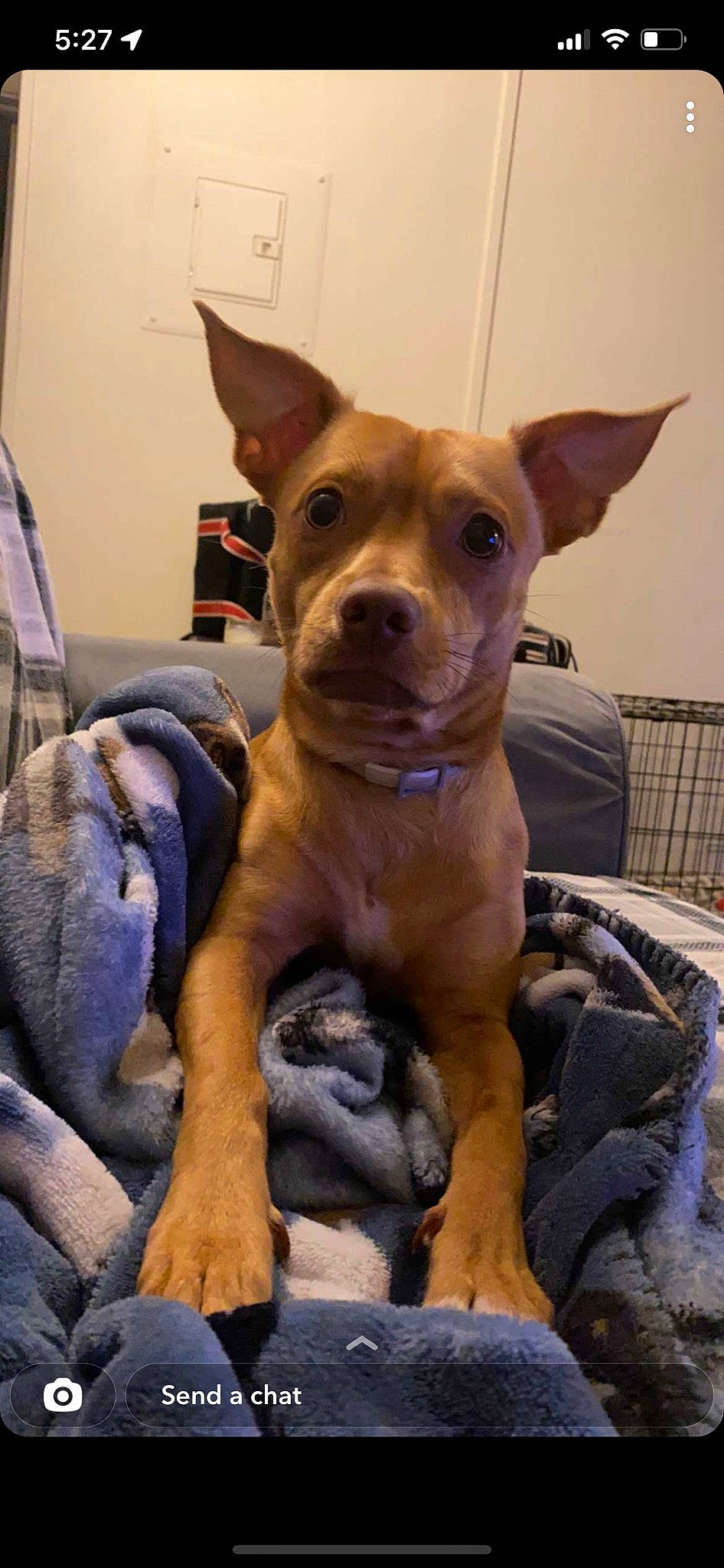 Draco is registered to the contest to win money with this photo: canidae, carnivore, collar, comfort, companion_dog, dog, dog_breed, dog_collar, dog_supply, ear, fawn, guard_dog, liver, pet_supply, puppy, sporting_group, terrestrial_animal, toy_dog, whiskers, working_animal