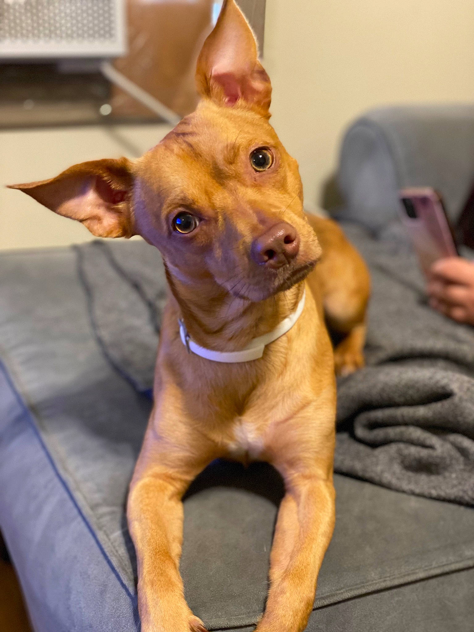 Draco is registered to the contest to win money with this photo: ancient_dog_breeds, canidae, carnivore, collar, companion_dog, dog, dog_breed, dog_collar, ear, fawn, fur, guard_dog, liver, non_sporting_group, pet_supply, snout, sporting_group, toy_dog, whiskers, working_animal