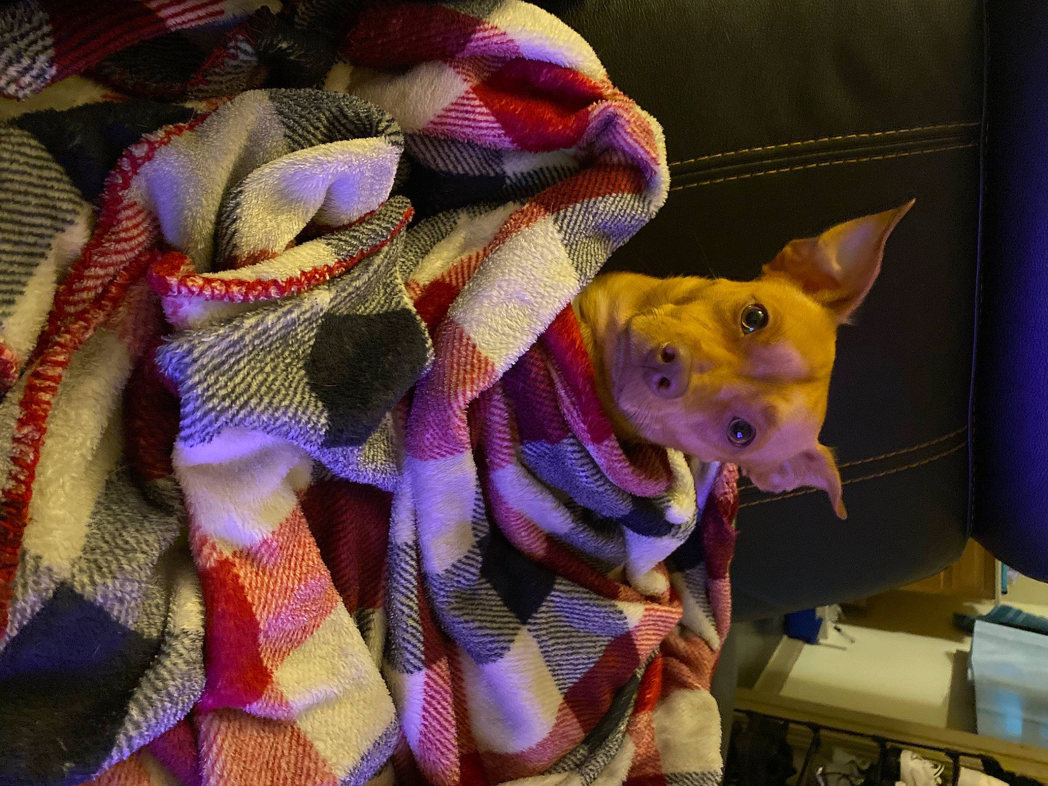 Draco is registered to the contest to win money with this photo: art, carnivore, craft, fawn, felidae, fur, magenta, pattern, purple, sculpture, small_to_medium_sized_cats, snout, stuffed_toy, thread, violet, visual_arts, whiskers, wool, woolen, woven_fabric