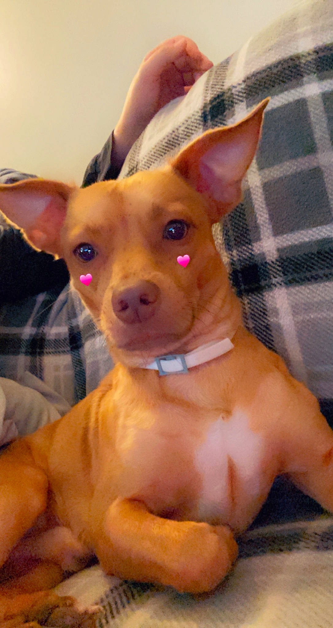 Draco joined the competition — help win amazing prizes! canidae, carnivore, chihuahua, comfort, companion_dog, dog, dog_breed, ear, eye, fawn, fur, head, liver, snout, sporting_group, terrestrial_animal, throat, toy_dog, whiskers, working_animal