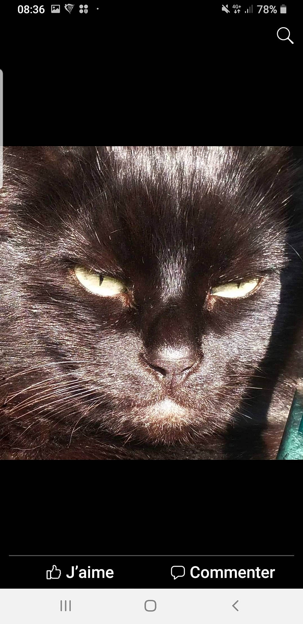 Kala a rejoint le concours — aidez-le/la à gagner de superbes lots ! black_cat, bombay, carnivore, cat, cloud, darkness, domestic_short_haired_cat, felidae, fur, illustration, monochrome, monochrome_photography, night, sky, small_to_medium_sized_cats, snout, still_life_photography, terrestrial_animal, whiskers, wildlife