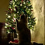 cat, christmas_tree, ornaments, lights, indoor, holiday, decorations, furniture, dark, silhouette, festive, fluffy, curious, home, wall, table, tree_skirt, shadow, night, celebration