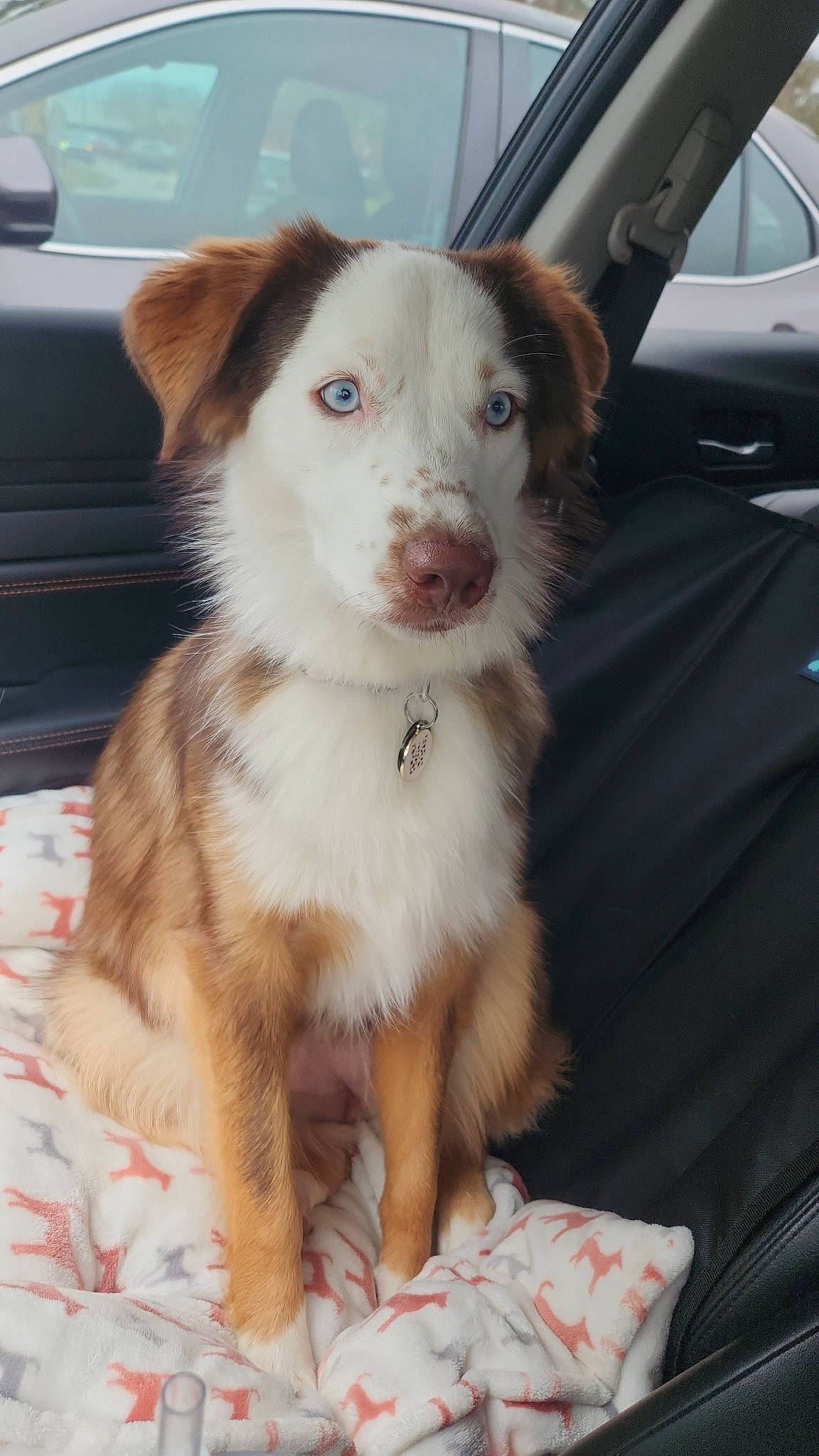 Whiskey is registered to the contest to win money with this photo: australian_collie, australian_shepherd, automotive_exterior, border_collie, car, carnivore, companion_dog, dog, dog_breed, fur, herding_dog, hood, personal_luxury_car, sporting_group, terrestrial_animal, vehicle_door, whiskers, windshield, working_animal, working_dog