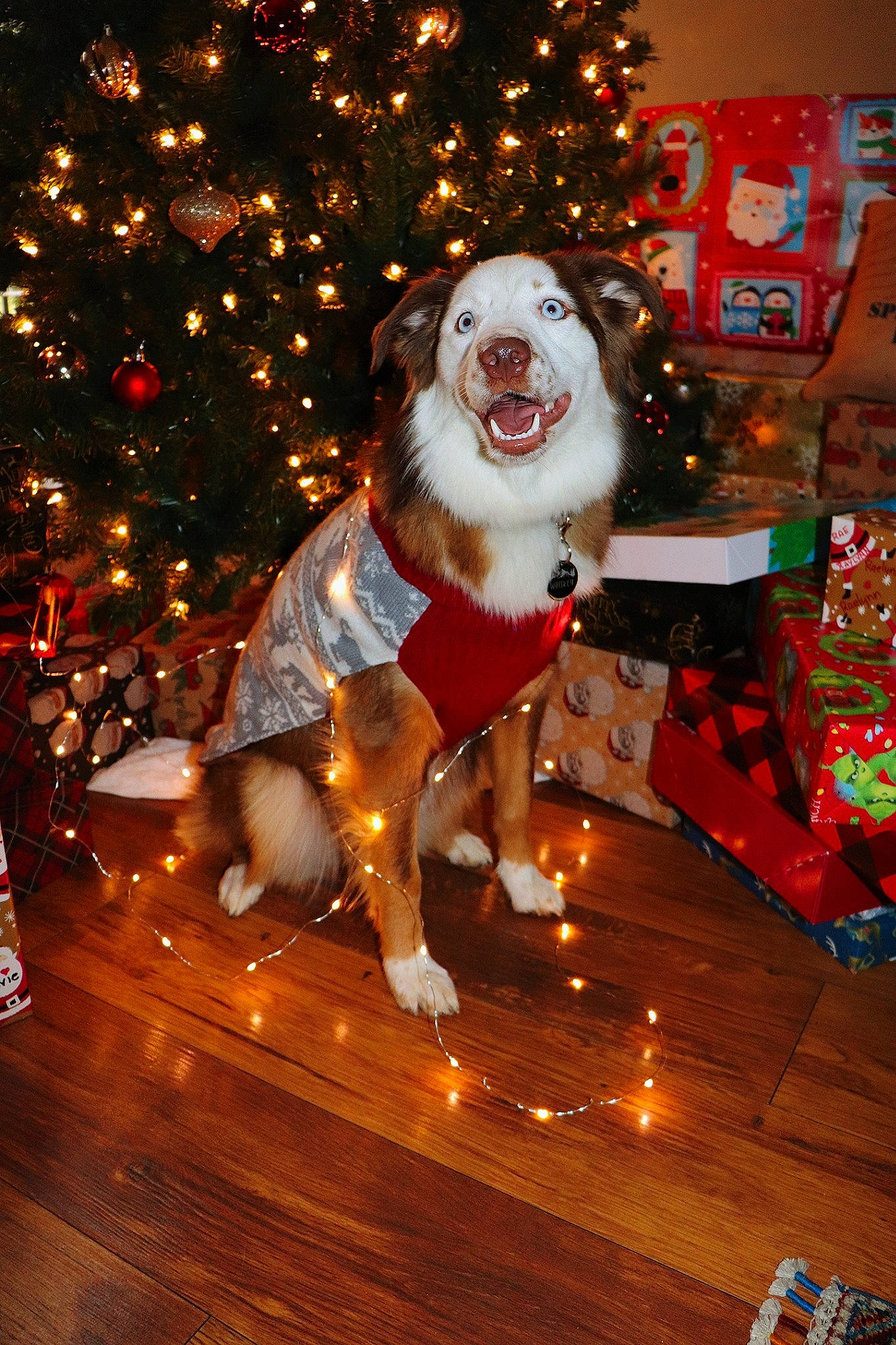 Whiskey is registered to the contest to win money with this photo: carnivore, christmas, christmas_decoration, christmas_ornament, christmas_tree, companion_dog, dog, dog_breed, event, fawn, fur, happy, holiday, light, ornament, plant, santa_claus, sporting_group, tree, wood